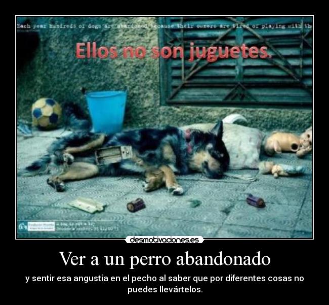 Ver a un perro abandonado -