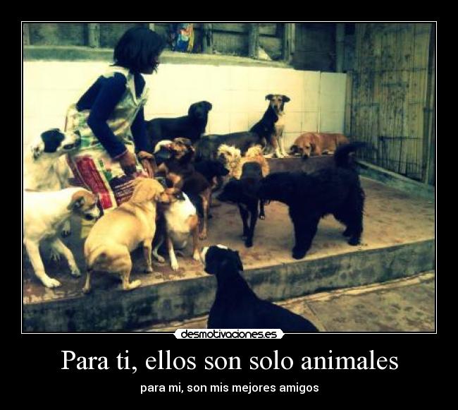 Para ti, ellos son solo animales - para mi, son mis mejores amigos