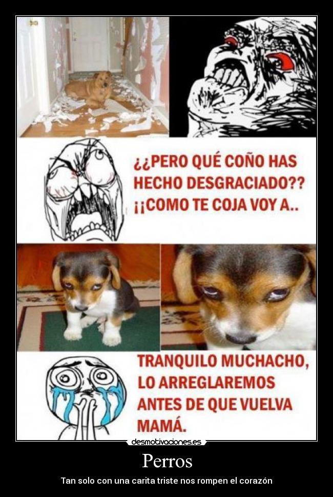 Perros - Tan solo con una carita triste nos rompen el corazón