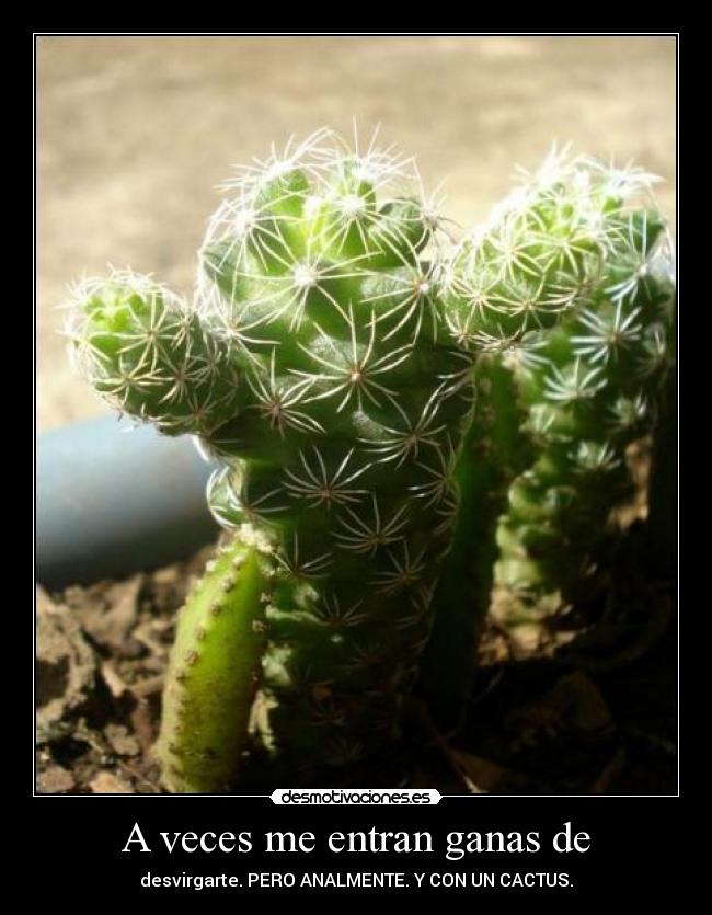 A veces me entran ganas de - desvirgarte. PERO ANALMENTE. Y CON UN CACTUS.