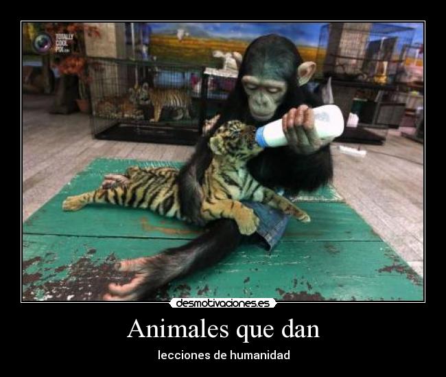 Animales que dan - 