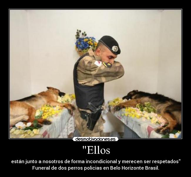 Ellos - están junto a nosotros de forma incondicional y merecen ser respetados
Funeral de dos perros policias en Belo Horizonte Brasil.