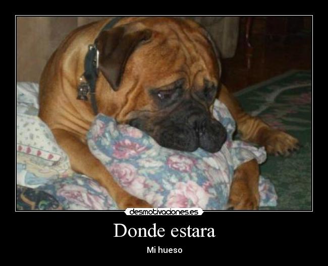 Donde estara - Mi hueso