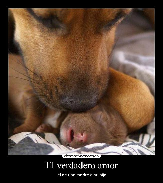 El verdadero amor - el de una madre a su hijo