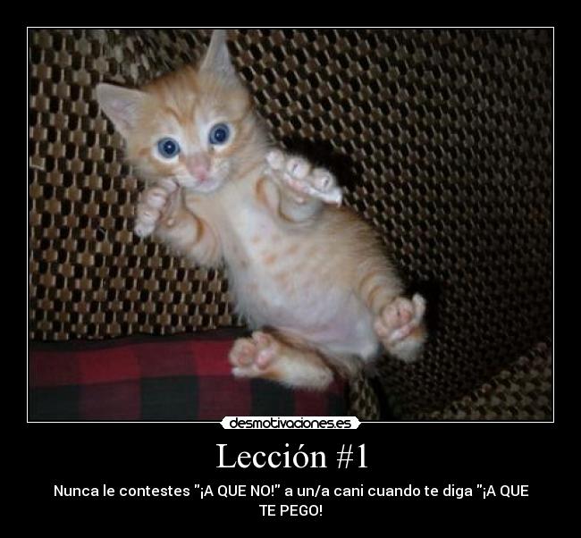 Lección #1 - Nunca le contestes ¡A QUE NO! a un/a cani cuando te diga ¡A QUE TE PEGO!