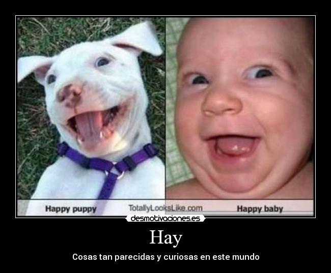 Hay - Cosas tan parecidas y curiosas en este mundo