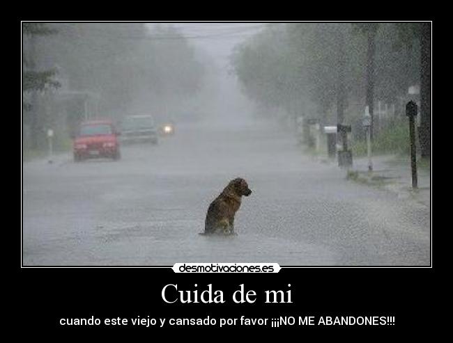 carteles valora tus mascotas las abandones desmotivaciones