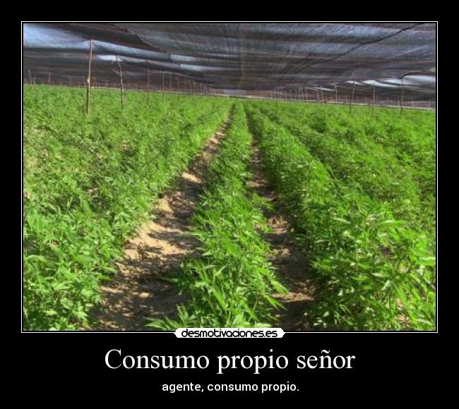 Consumo propio señor - agente, consumo propio.