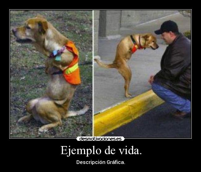 Ejemplo de vida. - Descripción Gráfica.