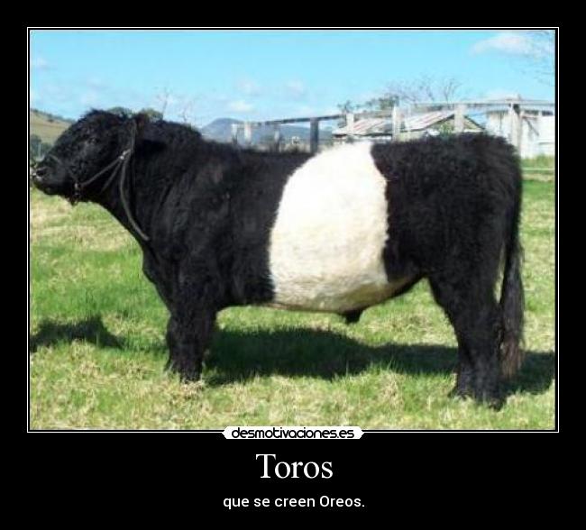 Toros - 