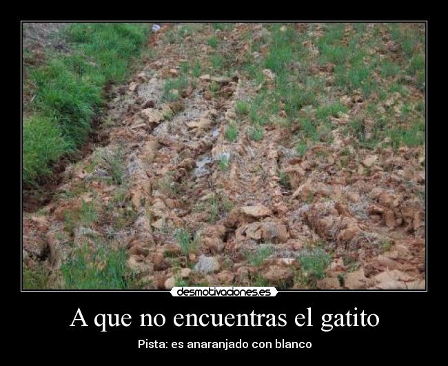 A que no encuentras el gatito - Pista: es anaranjado con blanco