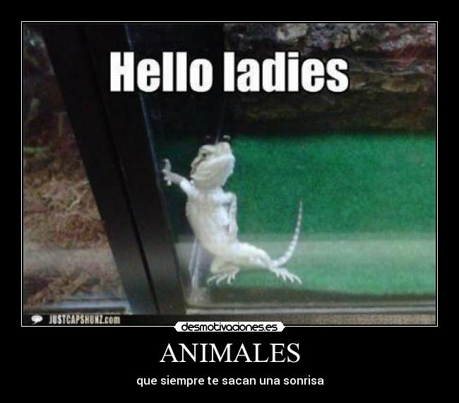 carteles animales animales iguana sexi desmotivaciones