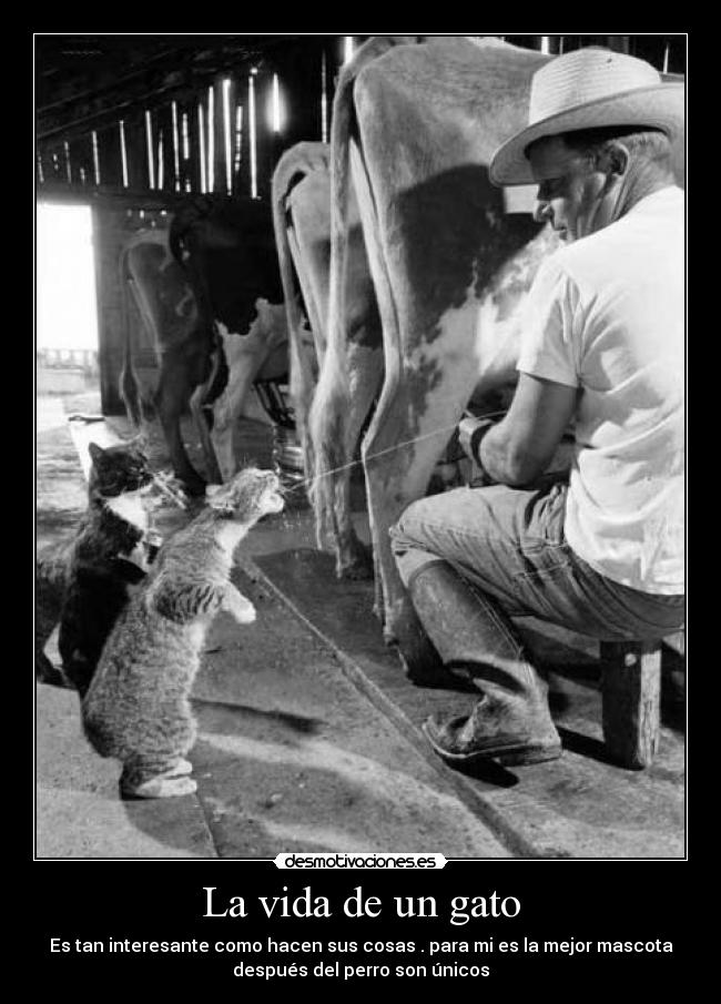 La vida de un gato - Es tan interesante como hacen sus cosas . para mi es la mejor mascota
después del perro son únicos
