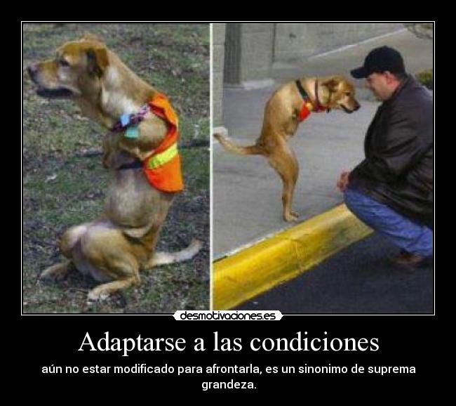 Adaptarse a las condiciones - 