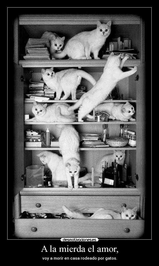 A la mierda el amor, - voy a morir en casa rodeado por gatos.