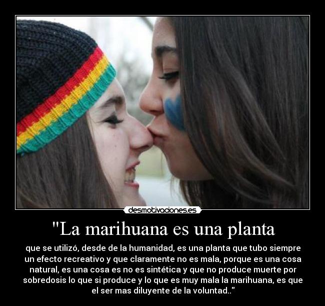 La marihuana es una planta - que se utilizó, desde de la humanidad, es una planta que tubo siempre
un efecto recreativo y que claramente no es mala, porque es una cosa
natural, es una cosa es no es sintética y que no produce muerte por
sobredosis lo que si produce y lo que es muy mala la marihuana, es que
el ser mas diluyente de la voluntad..