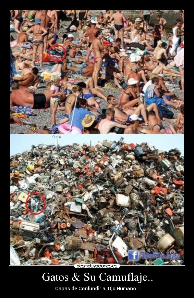 Gatos & Su Camuflaje.. -
