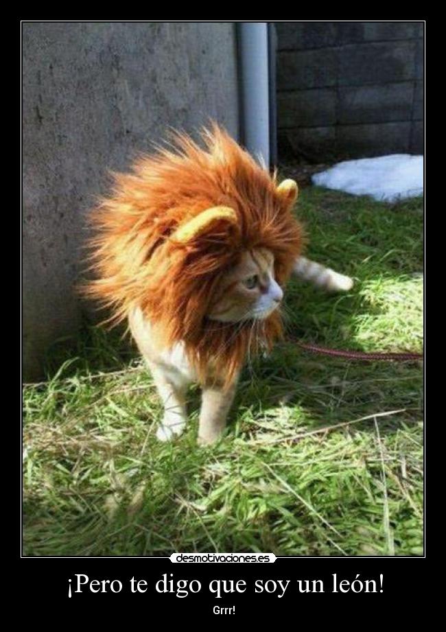 ¡Pero te digo que soy un león! - Grrr!
