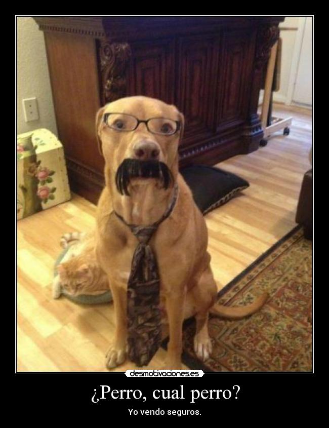 ¿Perro, cual perro? - Yo vendo seguros.