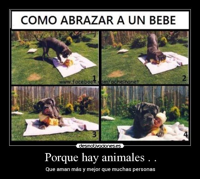 Porque hay animales . . - 