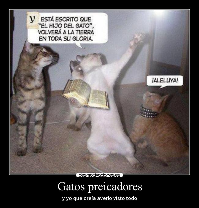carteles gatos gatospredicador desmotivaciones