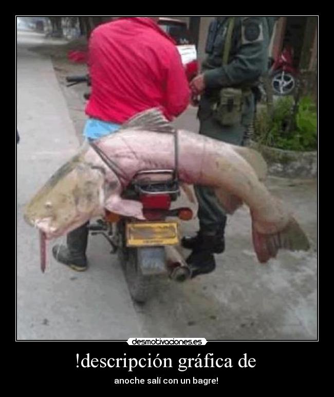 !descripción gráfica de  - anoche salí con un bagre! 
