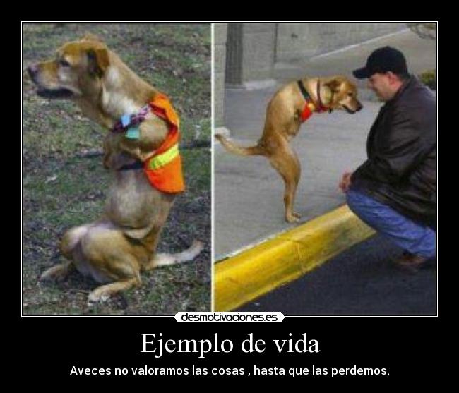 carteles vida nunca dejarse caer aunque digan que podras desmotivaciones