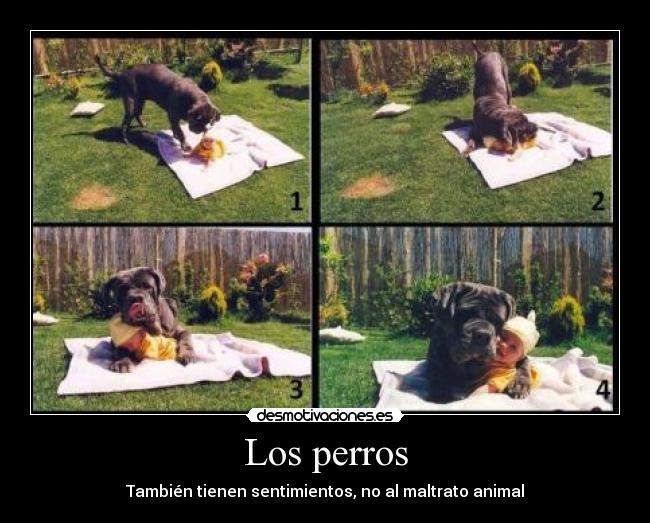 Los perros - También tienen sentimientos, no al maltrato animal