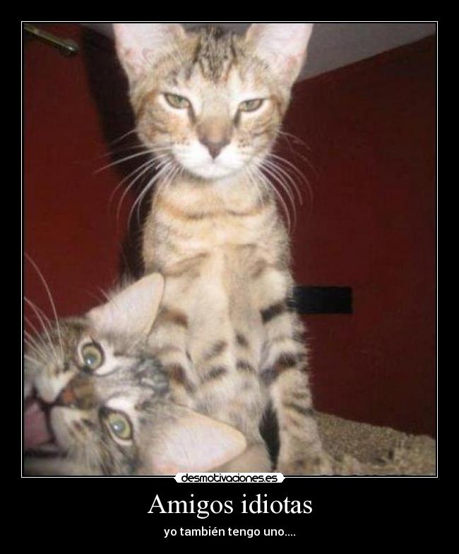 Amigos idiotas - yo también tengo uno....