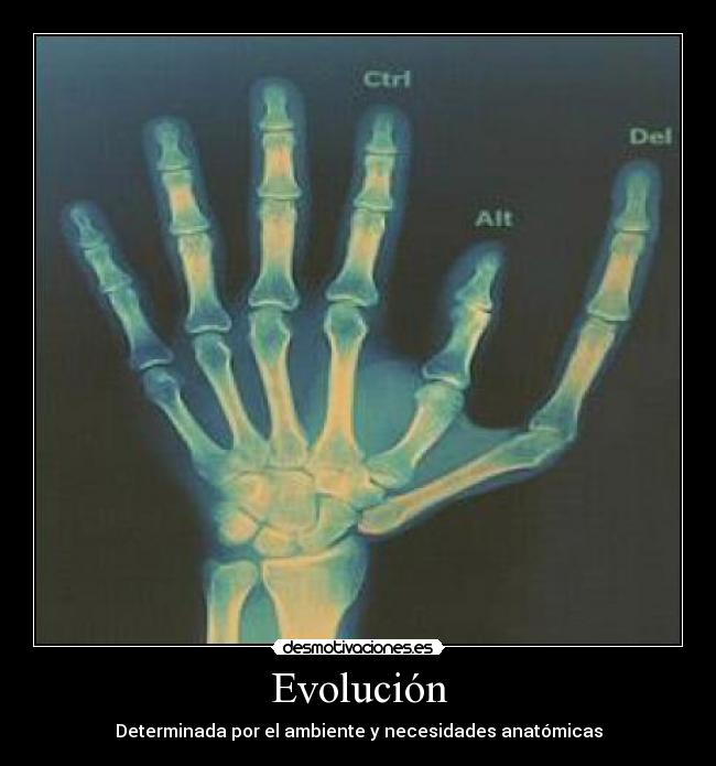 Evolución - Determinada por el ambiente y necesidades anatómicas
