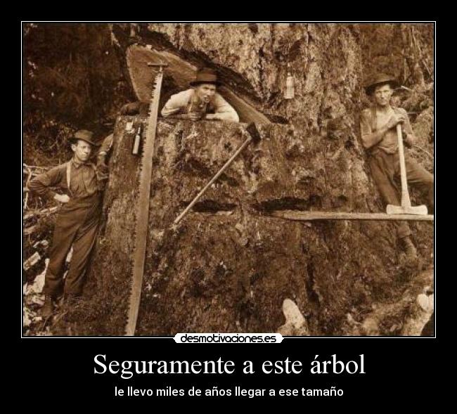 Seguramente a este árbol -