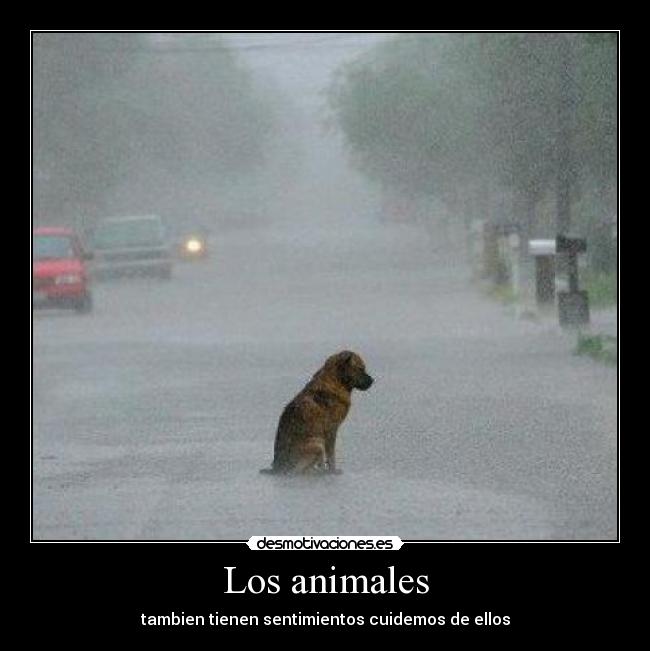 Los animales -