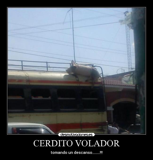CERDITO VOLADOR - tomando un descanso........!!!