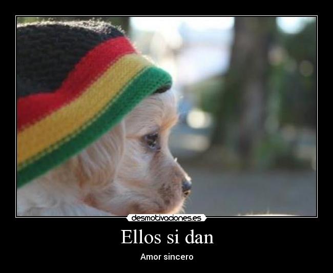 Ellos si dan - Amor sincero