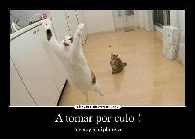 carteles gatosvolador desmotivaciones