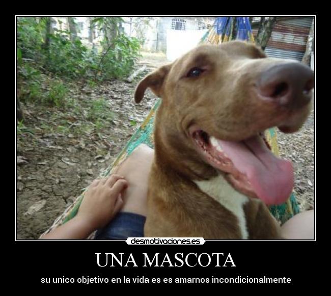 UNA MASCOTA - 