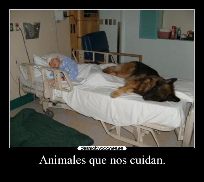 Animales que nos cuidan. -