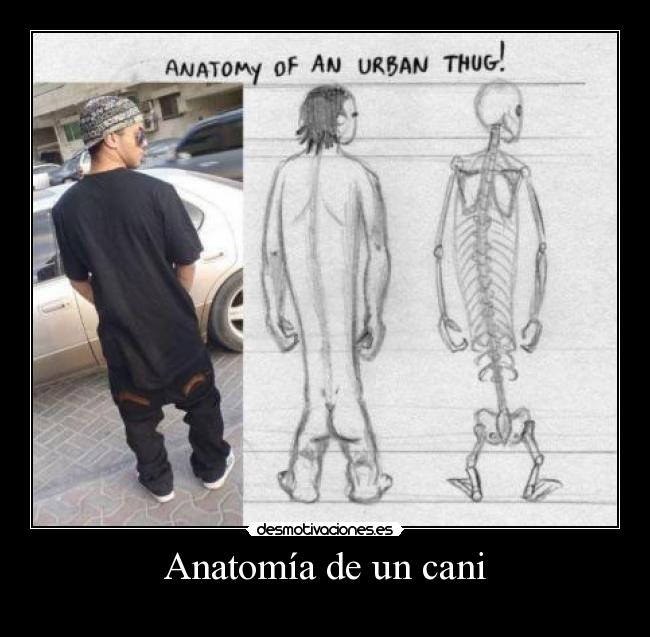 Anatomía de un cani -