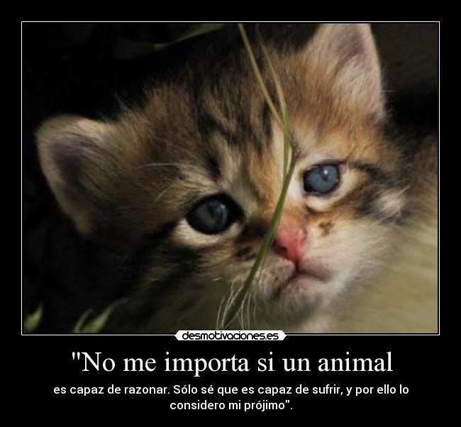 No me importa si un animal - es capaz de razonar. Sólo sé que es capaz de sufrir, y por ello lo
considero mi prójimo.