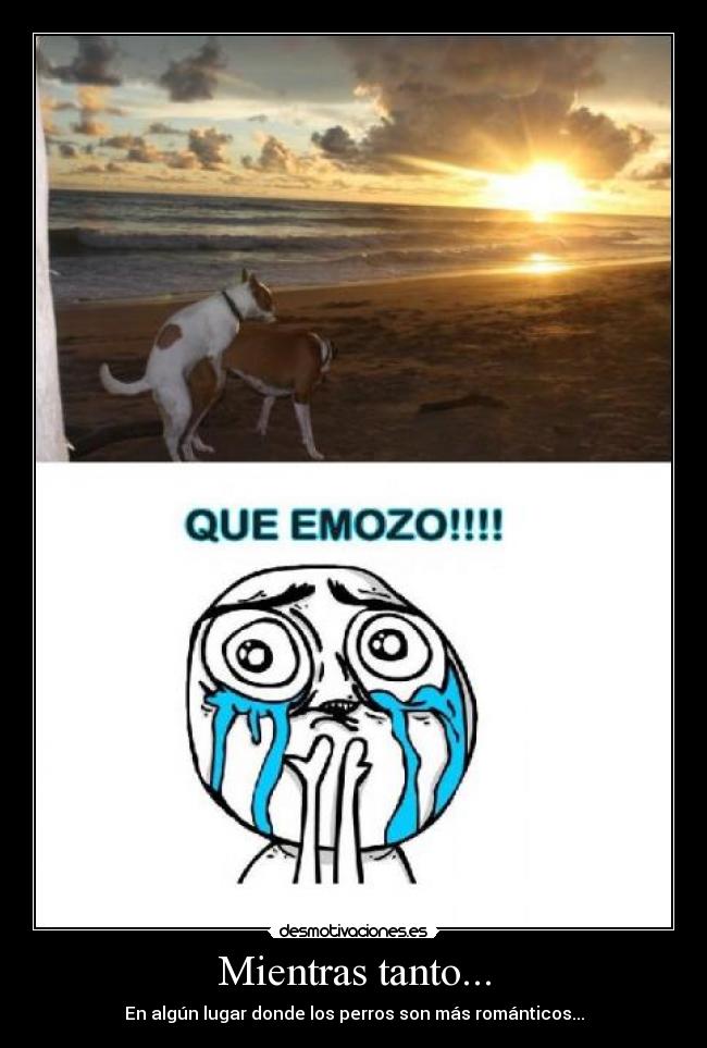 Mientras tanto... - En algún lugar donde los perros son más románticos...