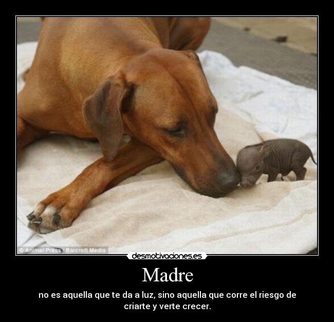 carteles madre true mother desmotivaciones