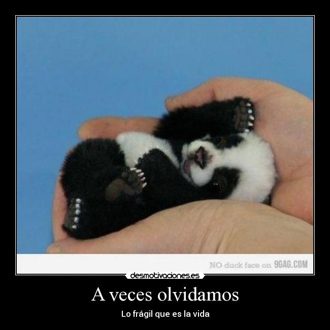 A veces olvidamos - Lo frágil que es la vida