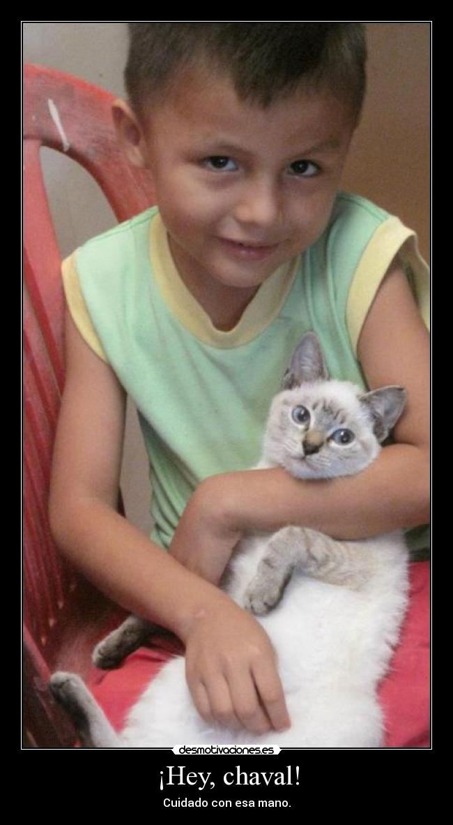 carteles dicen que los gatos son los sadicos desmotivaciones