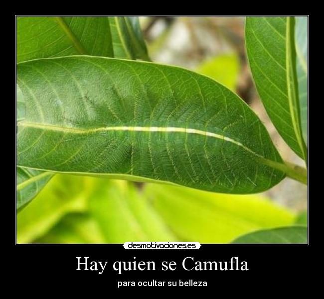 Hay quien se Camufla - para ocultar su belleza