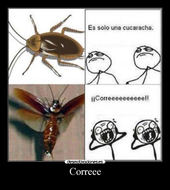 Correee -
