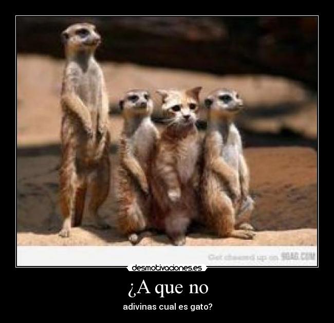 ¿A que no - adivinas cual es gato?