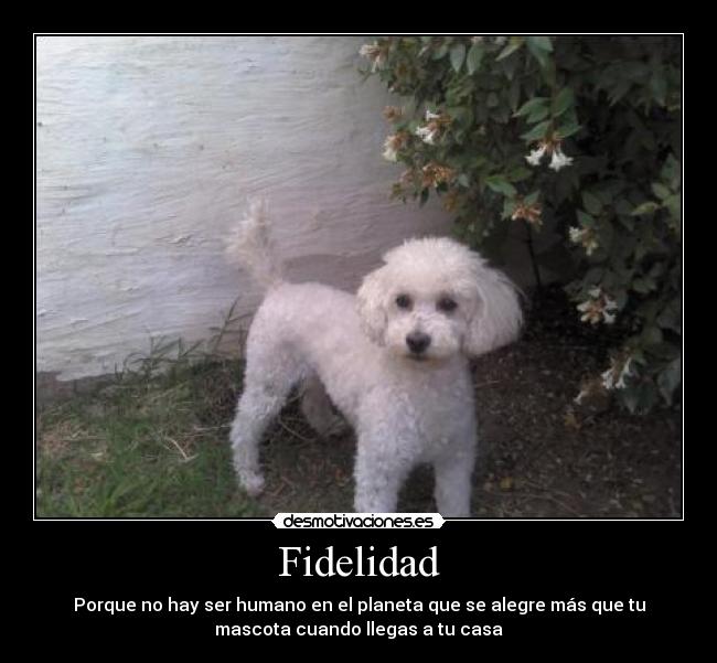 carteles mascota fidelidad amor perro casa amigo desmotivaciones