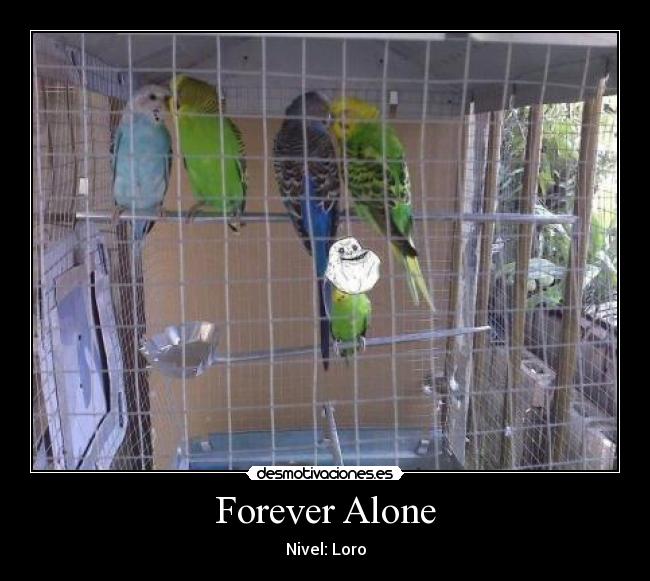 Forever Alone - Nivel: Loro