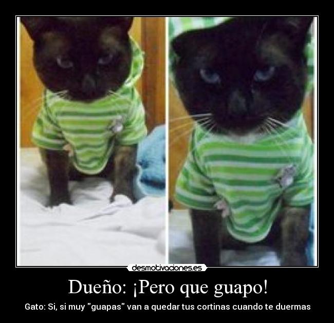 Dueño: ¡Pero que guapo! - Gato: Si, si muy guapas van a quedar tus cortinas cuando te duermas