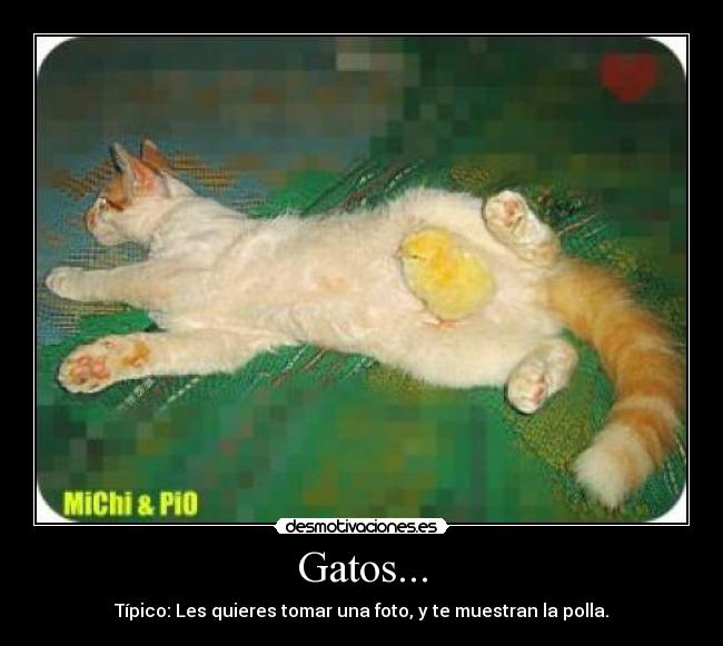 carteles gatos gatos animales fotos polla tipico desmotivaciones
